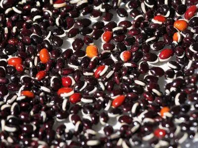 binto2 024 small.jpg